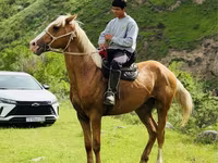 حصان, الخيول — الصورة 1