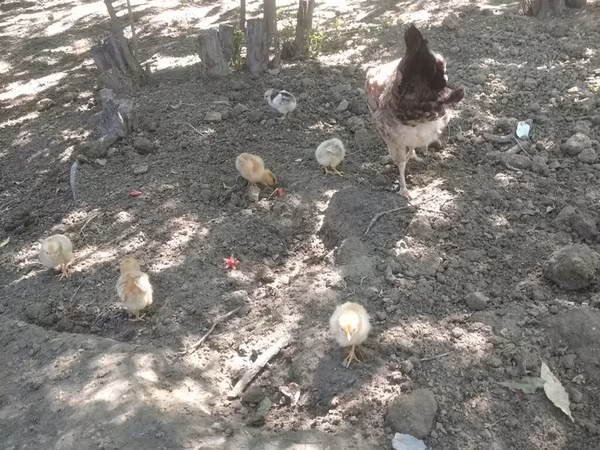 Chickens
