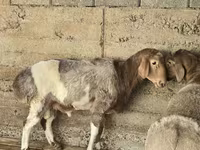 Ram, Arashan sheep — photo 2