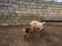 भेड़, भेड़ — फ़ोटो 8