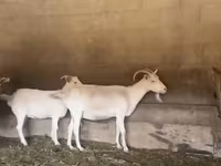 Коза, Pomellata goat — фото 1