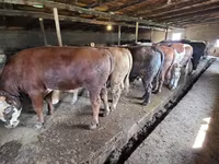 Bulle, Simmental cattle — Foto 8