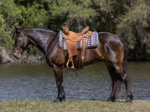 فرس, Friesian
