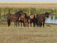 Horse (M), Horses — photo 4