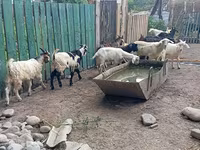 Теке, Pomellata goat — 7-сурет