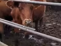 Kuh, Swiss cattle — Foto 3