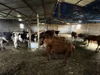 Bulle, Simmental cattle — Foto 7