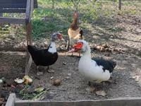 pato criollo doméstico — foto 2
