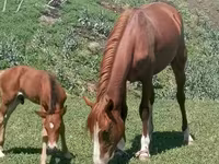 Stute, Kazakh horse — Foto 2