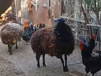 نعجة, Karabakh sheep — الصورة 3