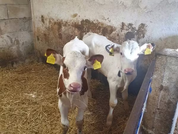 Buqa, Simmental cattle