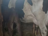 Kuh, Holstein-Rasse — Foto 1