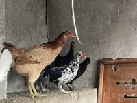 Chickens — Foto 1