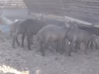 Qoç, Arabi sheep — foto 3