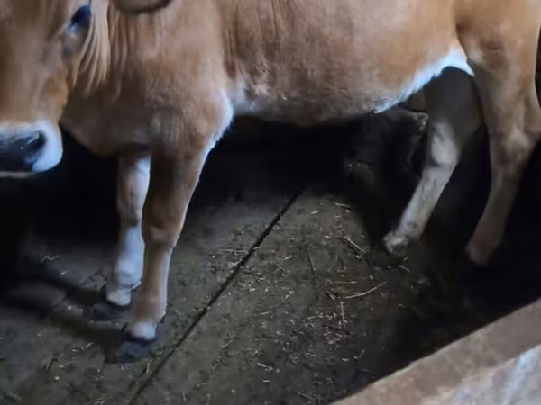 Sigir, Simmental cattle