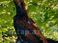 Dominant — Foto 2