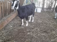 Cabra, Cabras — foto 2
