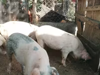 Schweine (Partie, Geschlecht nicht angegeben), Schweine — Foto 3