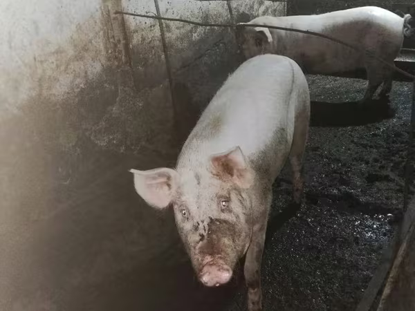 Sow, Pigs