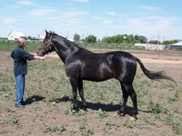 Caballo, Standardbred — foto 4