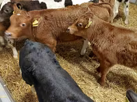 ІҚМ (топ, жынысы көрсетілмеген), Simmental cattle — 1-сурет