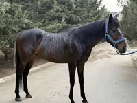 Hengst, Thoroughbred horse — Foto 4