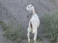 Ziege, Beetal goats — Foto 2