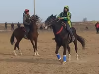 Caballos (lote, sexo no especificado), Caballos — foto 2