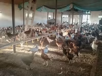 Chickens — फ़ोटो 6
