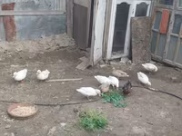 Ducks — Foto 7
