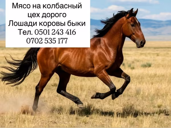 Мясо для колбасного производства. - Вид сырья: говядина (коровы
