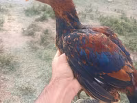 Chickens — Foto 4