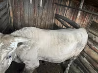 Toro, Simmental cattle — foto 3