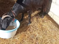 बकरी, Saanen goat — फ़ोटो 2