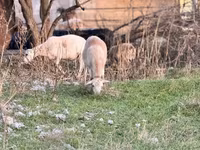 Qoʻy, Katum sheep — 3-rasm