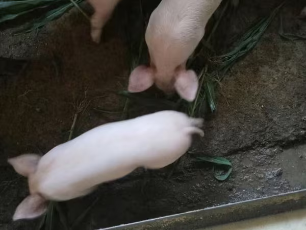 Schweine (Partie, Geschlecht nicht angegeben), Schweine
