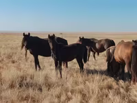 Кінь, Mugalzhar horse — фото 7