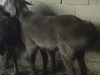 Widder, Hissar sheep — Foto 8