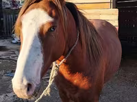 Aygʻir, Kazakh horse — 2-rasm