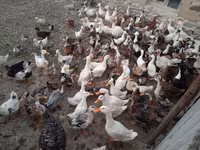 Ducks — Foto 1