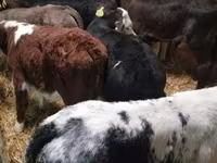 Bull, Cattle — photo 5