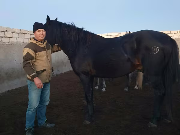 Aygʻir, Kushum Horse