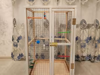 Papuqay,dovşan,hamster,şinşila,bildirçin,cücə,xamyak,pişik,quş,tısbağa — photo 2