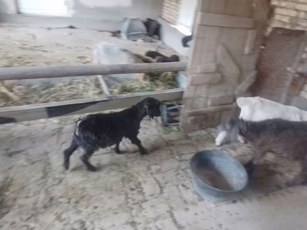 Goats (batch, sex not specified), Goats