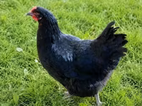 Chickens — फ़ोटो 4