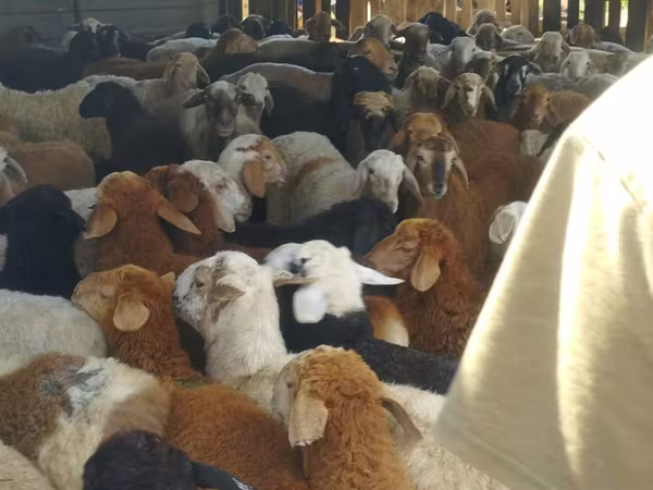 Widder, Kazakh fat-tailed coarsewool sheep