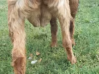 عنزة, Nubian Goat — الصورة 3