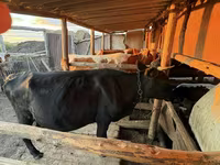 Sigir, Latvian Blue cattle — 2-rasm
