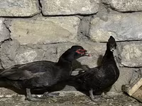 pato criollo doméstico — foto 3
