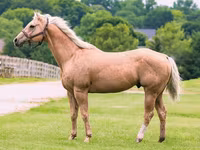 At, Quarter Horse — foto 1